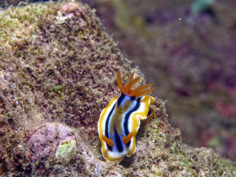 Nudibranch, Dugon Wall